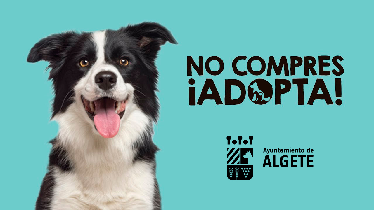 no compres adopta algete