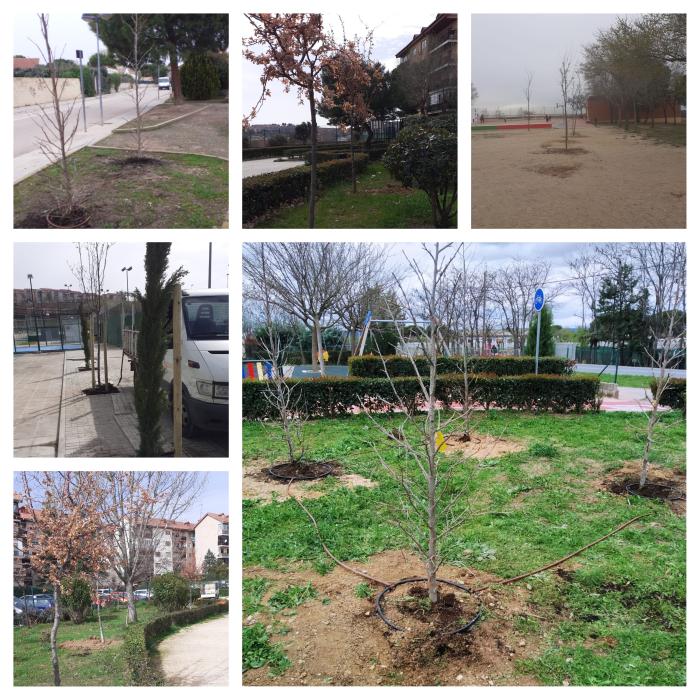 plantacion arboles algete bis