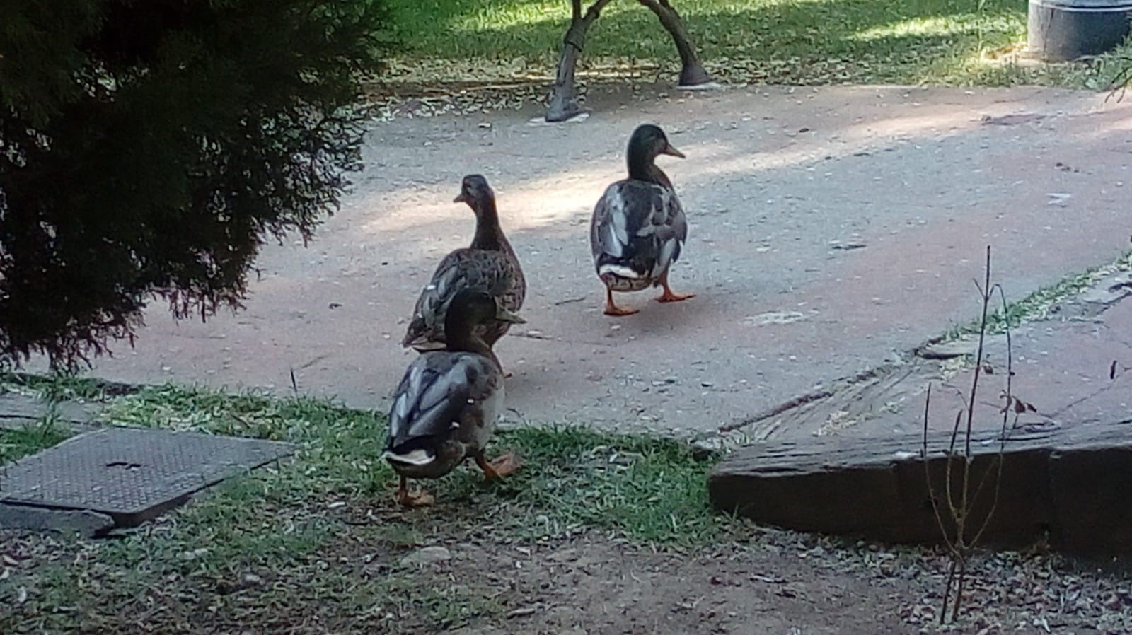 Limpieza Estanque Patos 3